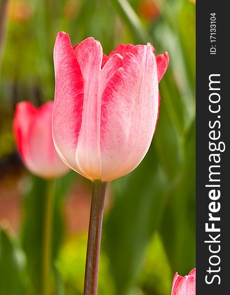 Close-up of pink beautiful tulip, Thailand.