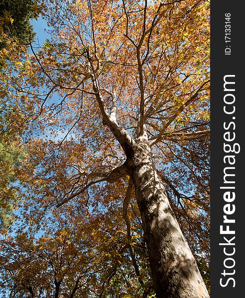 Plane tree in Autumn