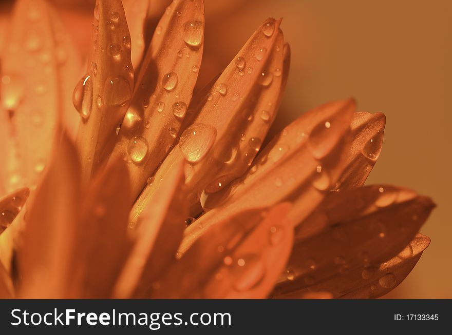 Those flowers are gerberas with some water drops on them. Those flowers are gerberas with some water drops on them.