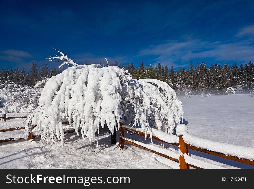 Snow Covered Tree And Fence