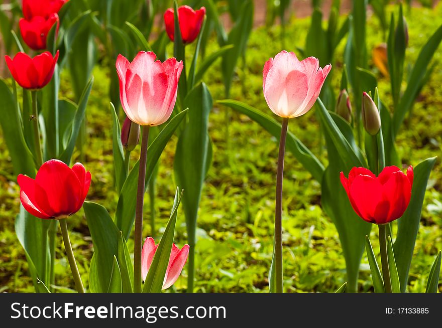 Close-up of beautiful tulips, Thailand.