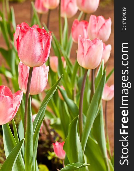 Close-up group of pink beautiful tulips, Thailand.