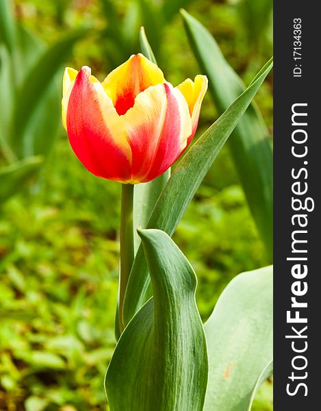 Close-up Of Beautiful Tulip
