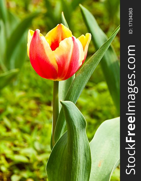 Close-up of beautiful tulip