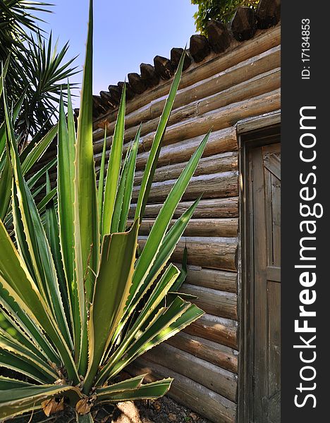 Wooden cabin with sisal plant, shown as natural living and quiet.