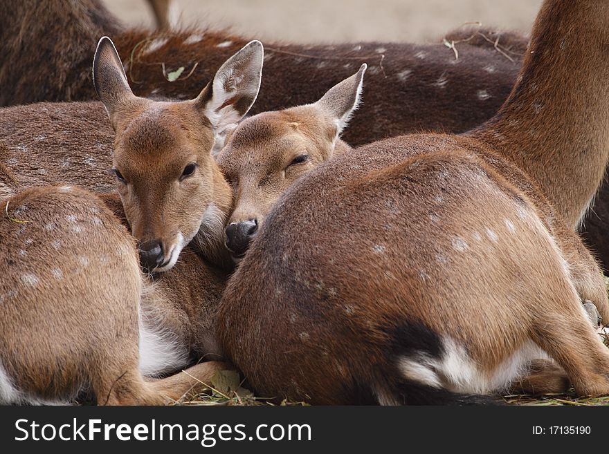 Vietnamese sika deer juveniles