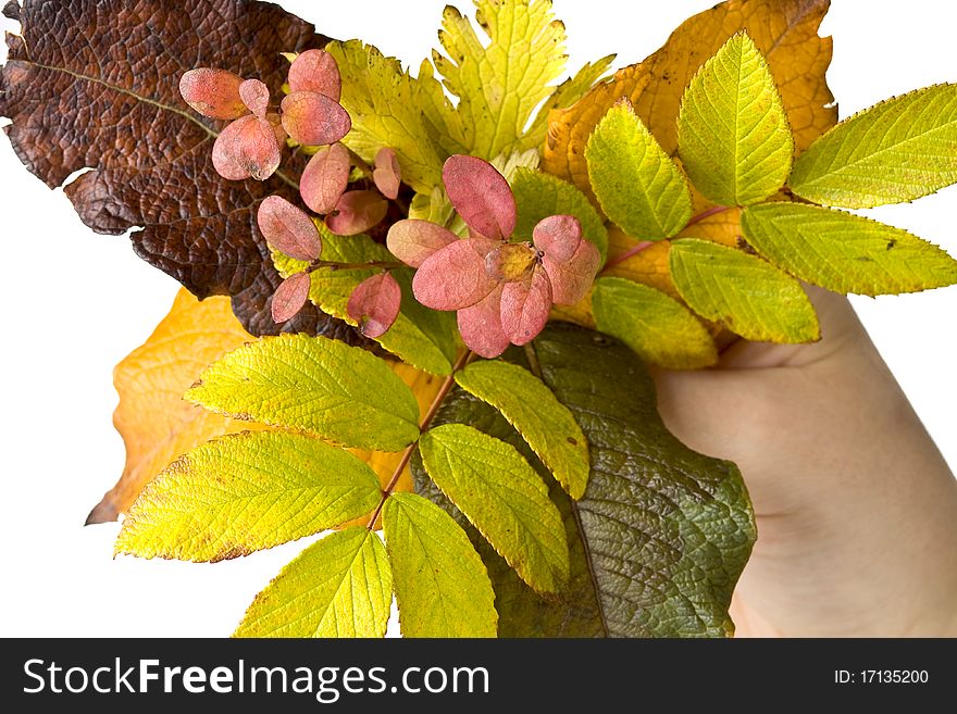 Autumn composition from leafs and rowan