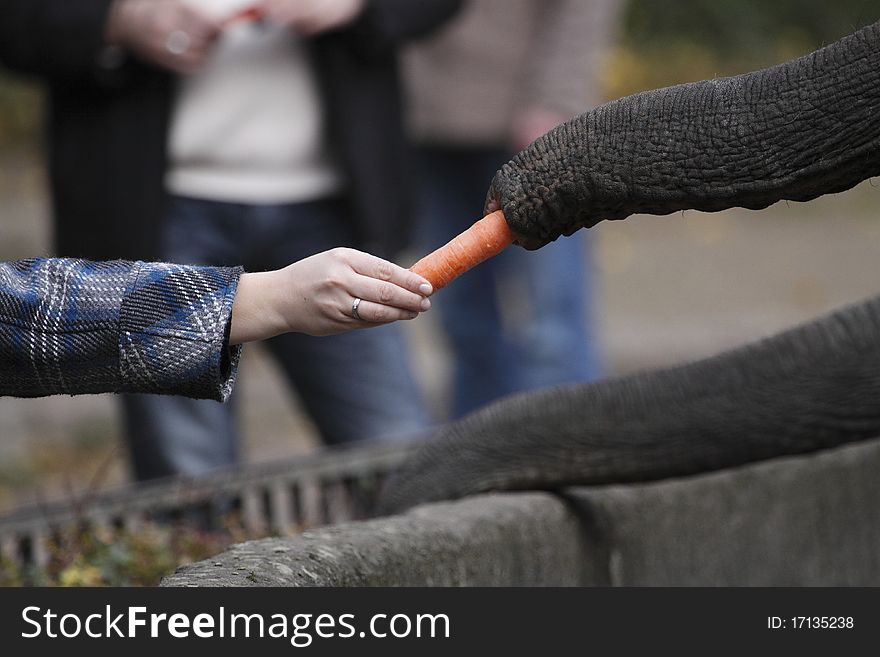 The visitor of Hamburg zoo is feeding the elephant by carrot. The visitor of Hamburg zoo is feeding the elephant by carrot.