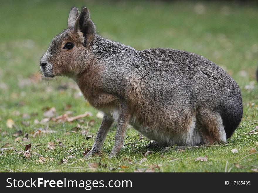 The patagonian hare (dolichotis patagonum) sitting on the grass.