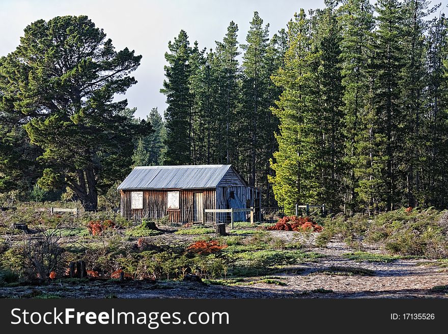 Old cabin near pine tree forest, Tasmania.