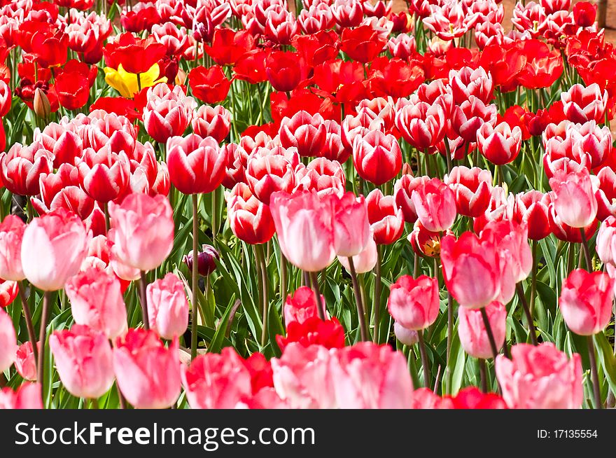 Close-up Group Of  Beautiful Tulips