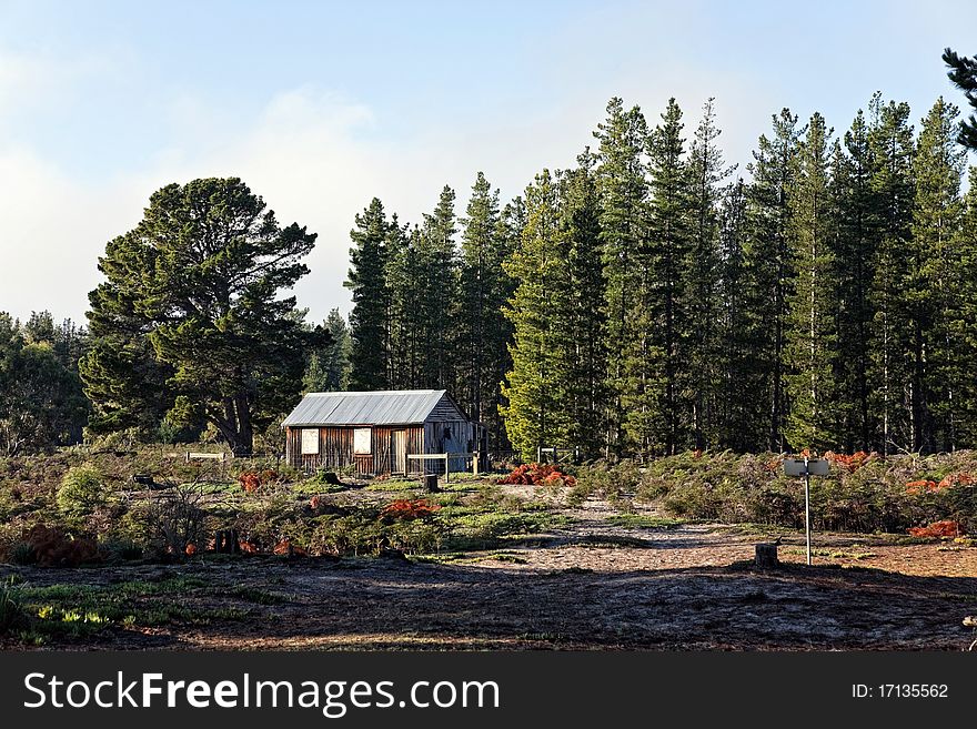 Old cabin near pine tree forest, Tasmania.