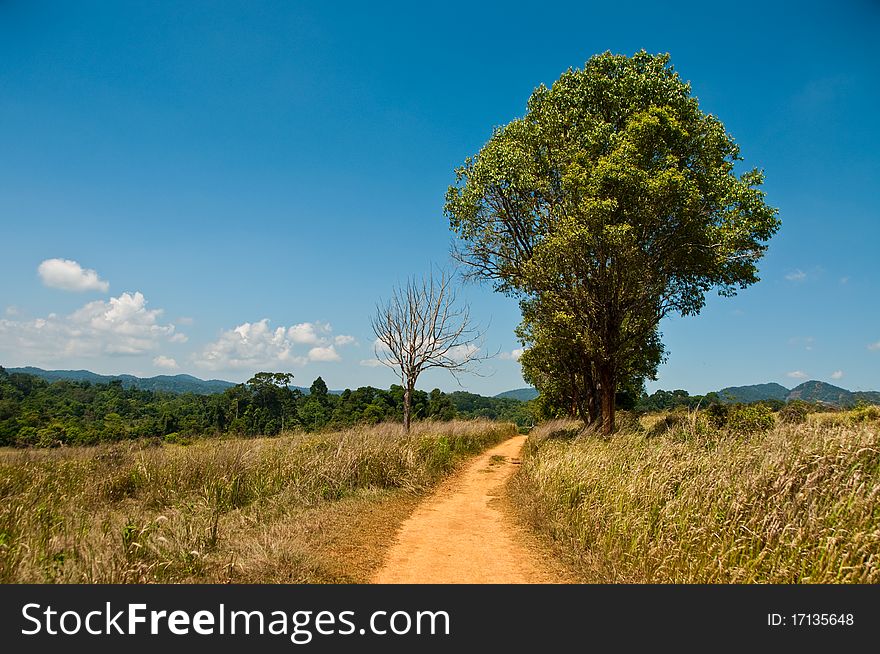Tree, brown way and blue sky in national park, Thailand.