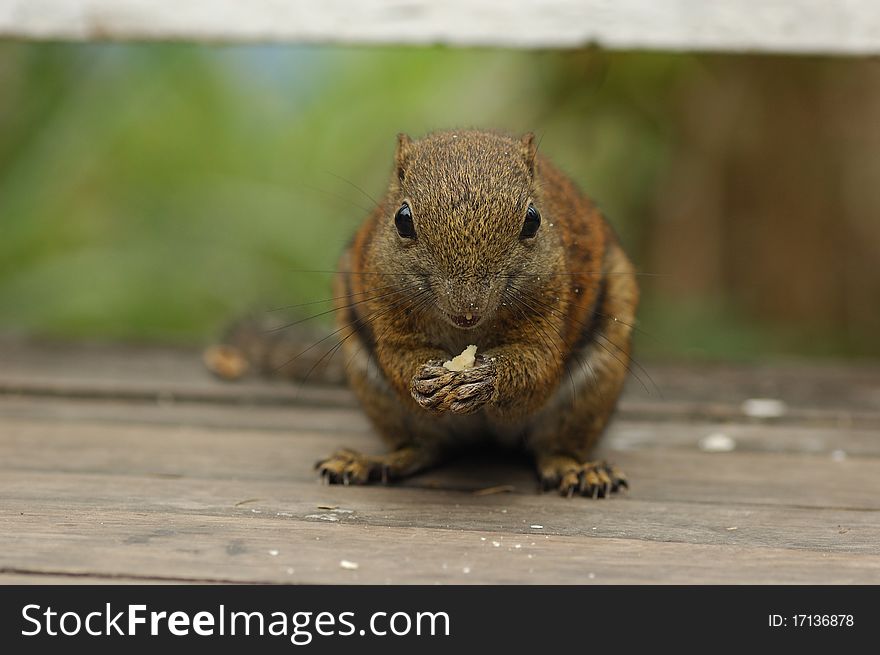 Wild squirrel eating a biscuit in the Kinabalu National Park, Sabah, Malaysia