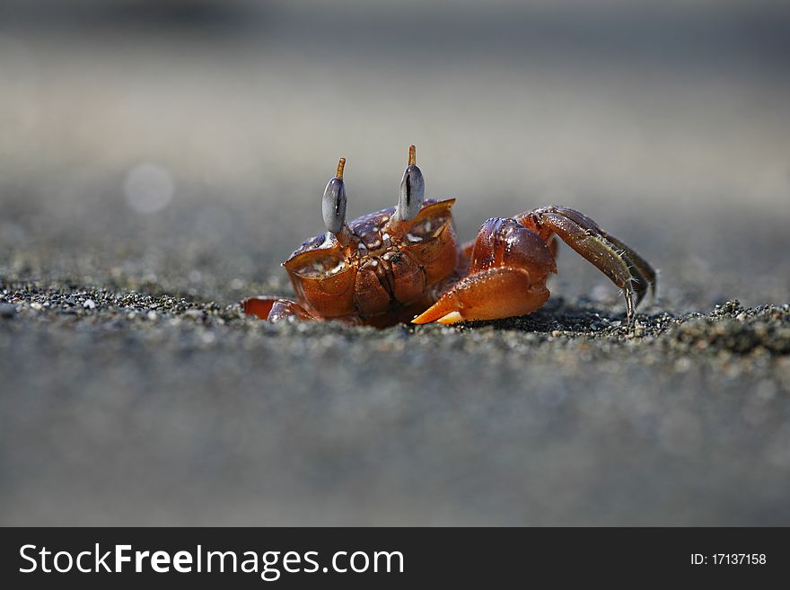 Big Crab on the beach of Costa Rica. Big Crab on the beach of Costa Rica