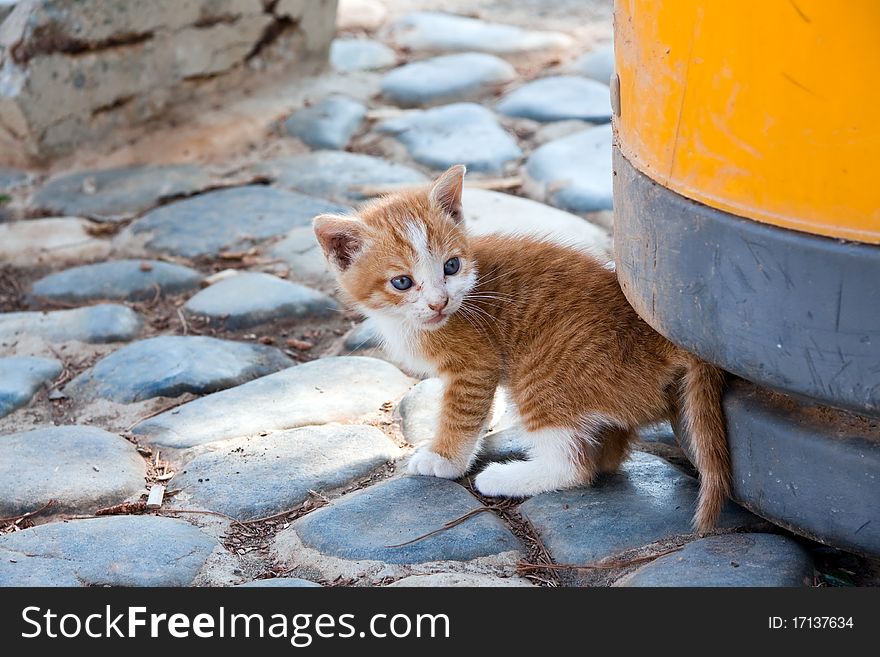 Young,little red England lop - eared kitten . Young,little red England lop - eared kitten .