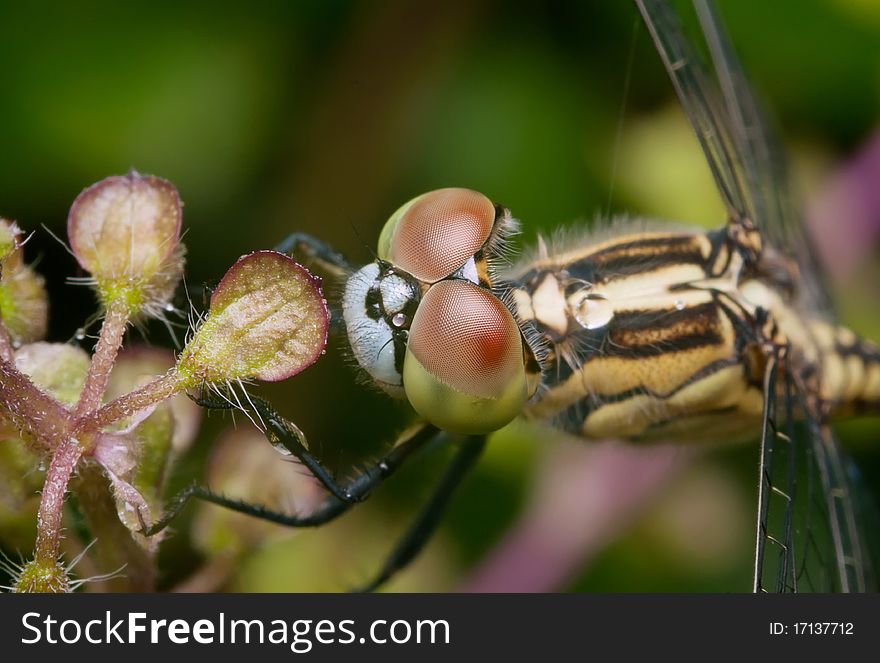 Dragonfly