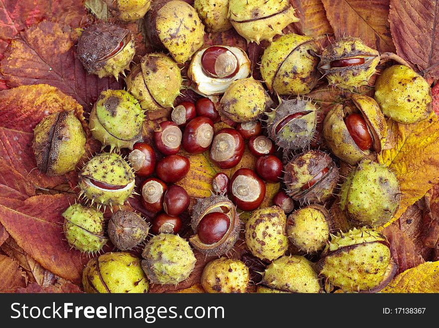 Chestnuts and autumn leaves closeup