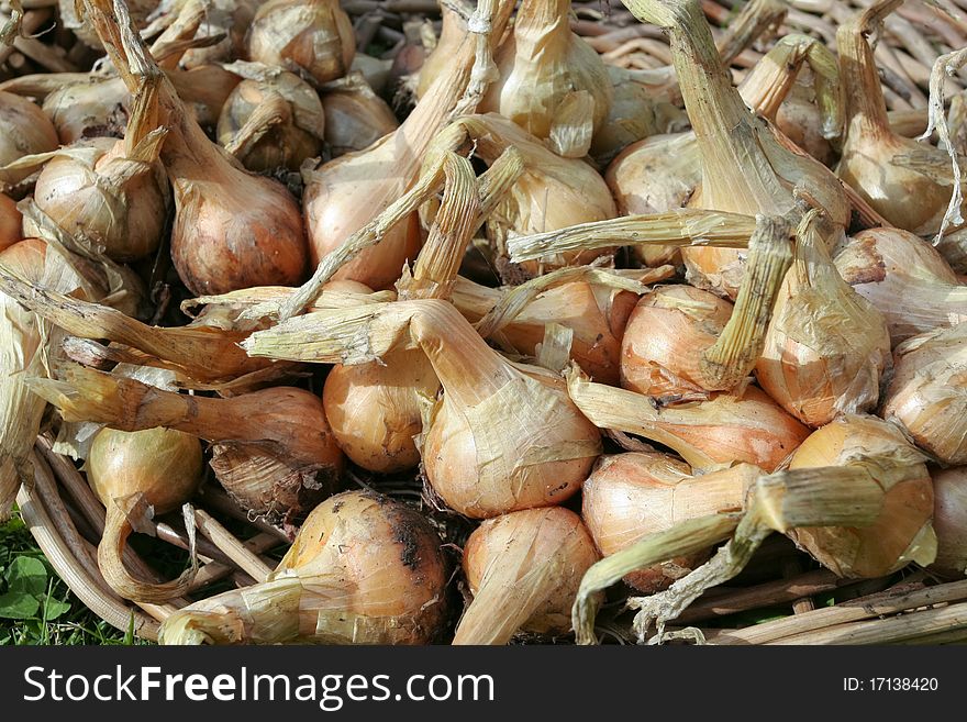 Just picked onions shallots