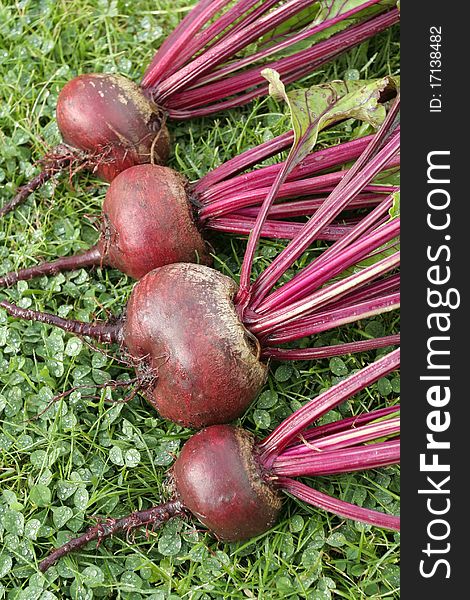 Freshly picked beetroot bunch with roots