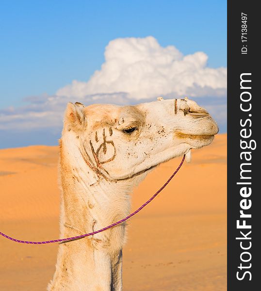 Head of white camel with the stigma in the Sahara desert