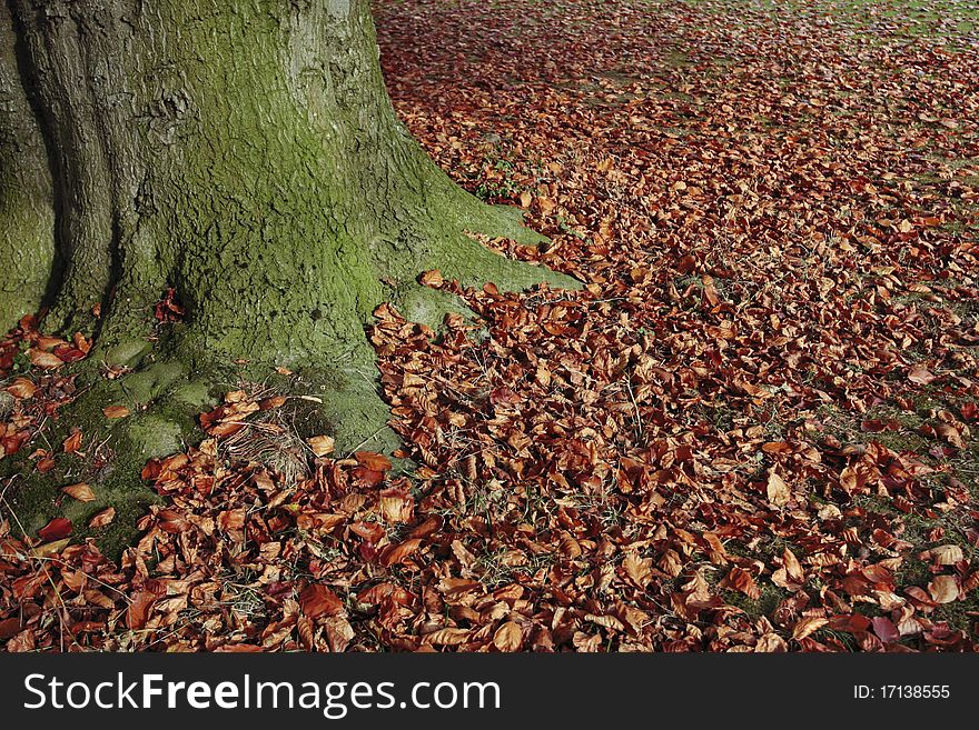 Autumn Leaves Fallen On Lawn And Tree