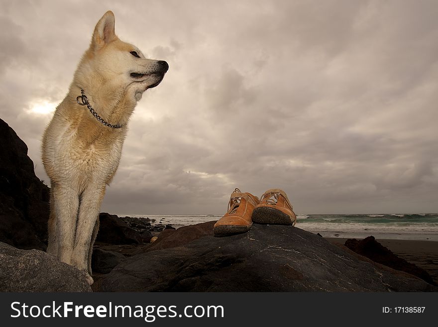 Akita Inu And Shoes In A Beach