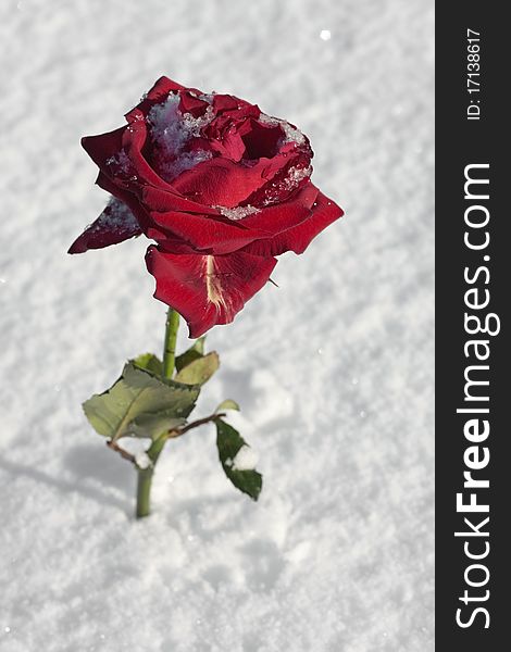 Red Rose On Snow Ground