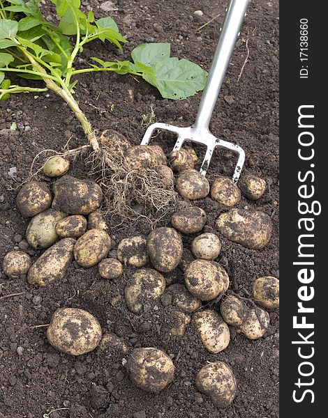 Freshly dug potatoes crop on ground