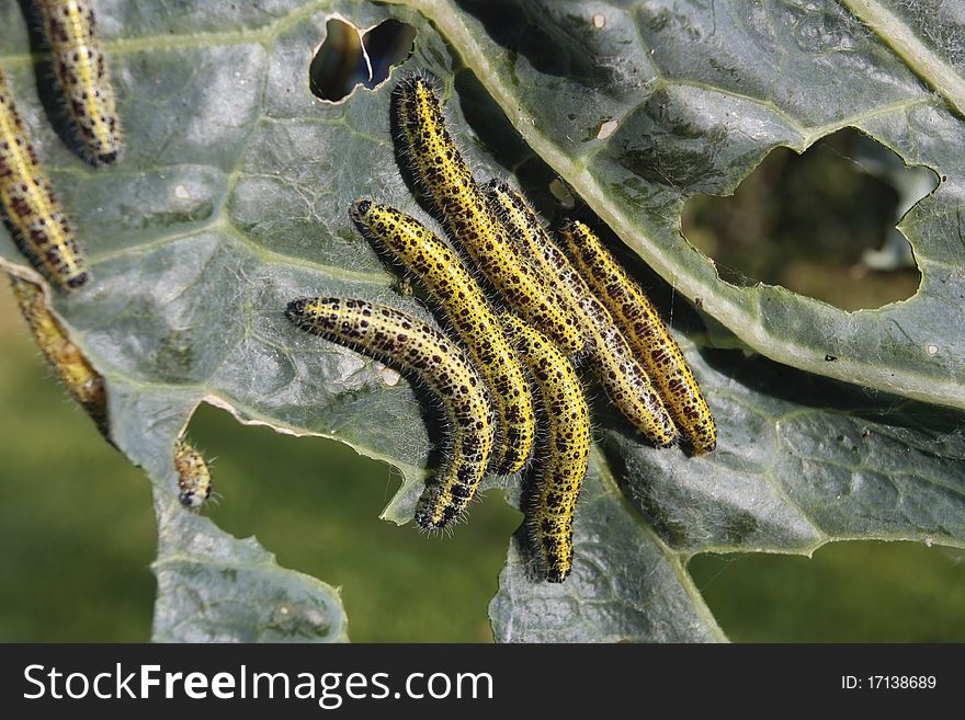 Cabbage leaf covered with caterpillas pest