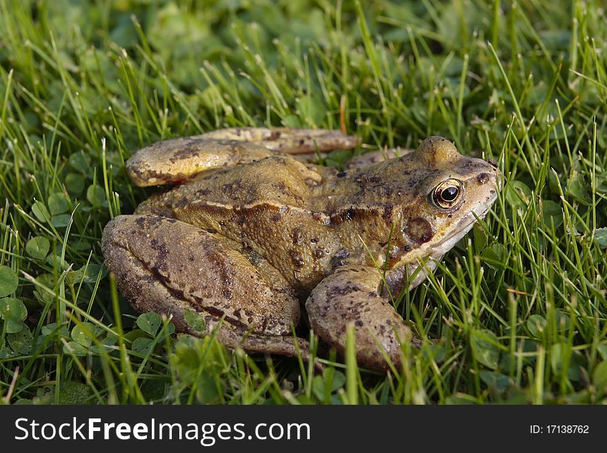 Common frog closeup on grass. Common frog closeup on grass