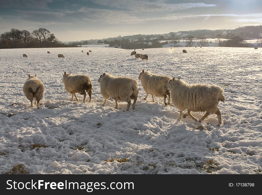 Winter landscapeand sheep in snow