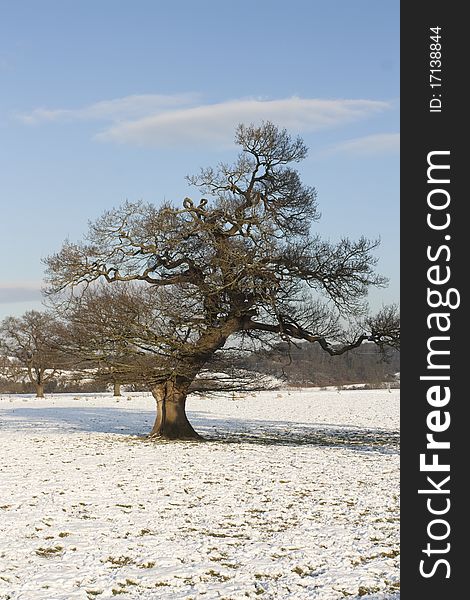 Winter landscape in snow