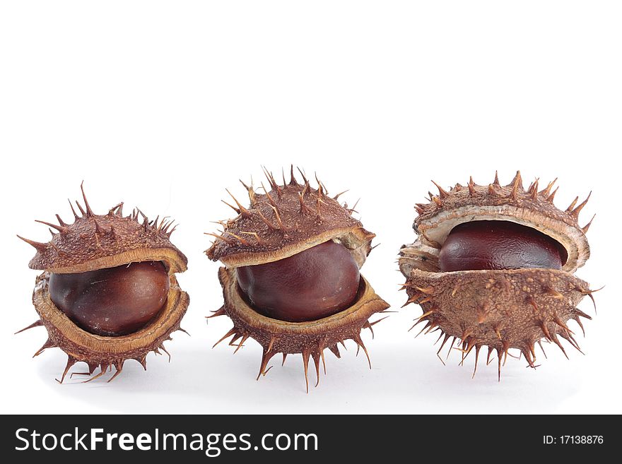 Chestnuts with seed pods over white. Chestnuts with seed pods over white