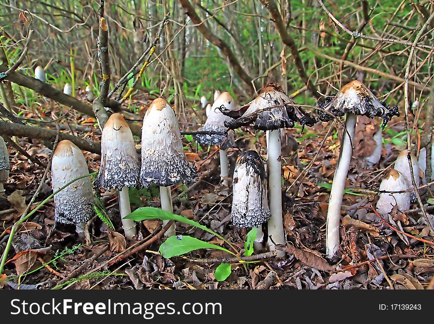 Group Toadstool