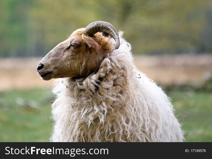 Close Up Sheep