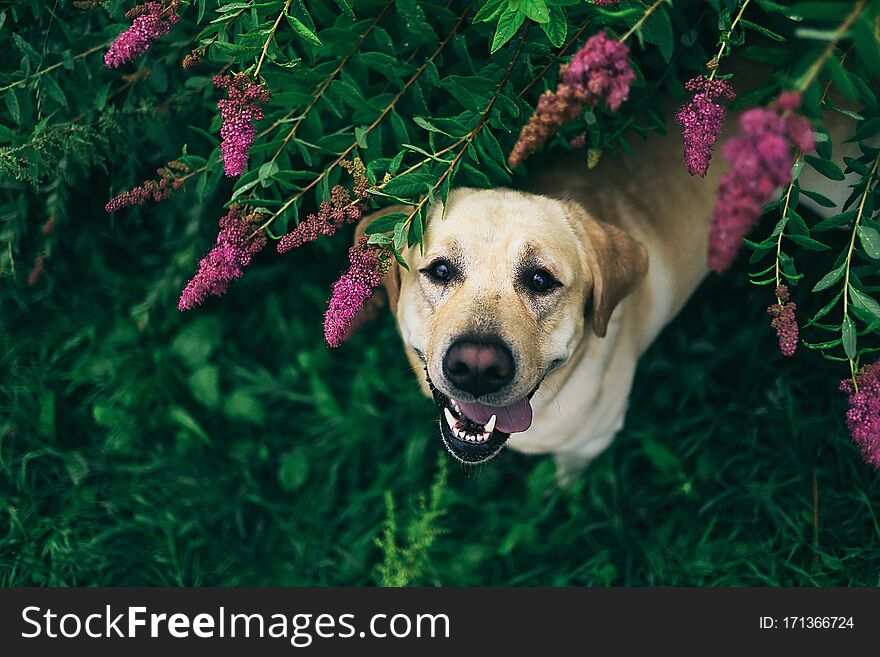 From above excited Labrador Retriever looking at camera while standing under branches of blooming shrub in green park. From above excited Labrador Retriever looking at camera while standing under branches of blooming shrub in green park