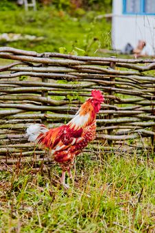 Rooster Near A Wooden Fence In Village Royalty Free Stock Photo Rooster Near A Wooden Fence In Village Royalty Free Stock Photo