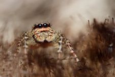 Spider Salticus Royalty Free Stock Image Spider Salticus Royalty Free Stock Image