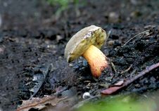 Free Fungus Royalty Free Stock Photos - 17146738