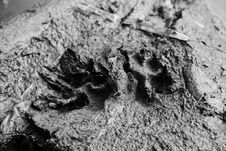 Dog Footprint In Dried Land Royalty Free Stock Photo