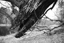 Tree Dry And Old Roots. Royalty Free Stock Photos