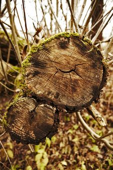Tree Dry And Old Roots. Stock Image Tree Dry And Old Roots. Stock Image