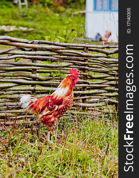 Rooster Near A Wooden Fence In Village