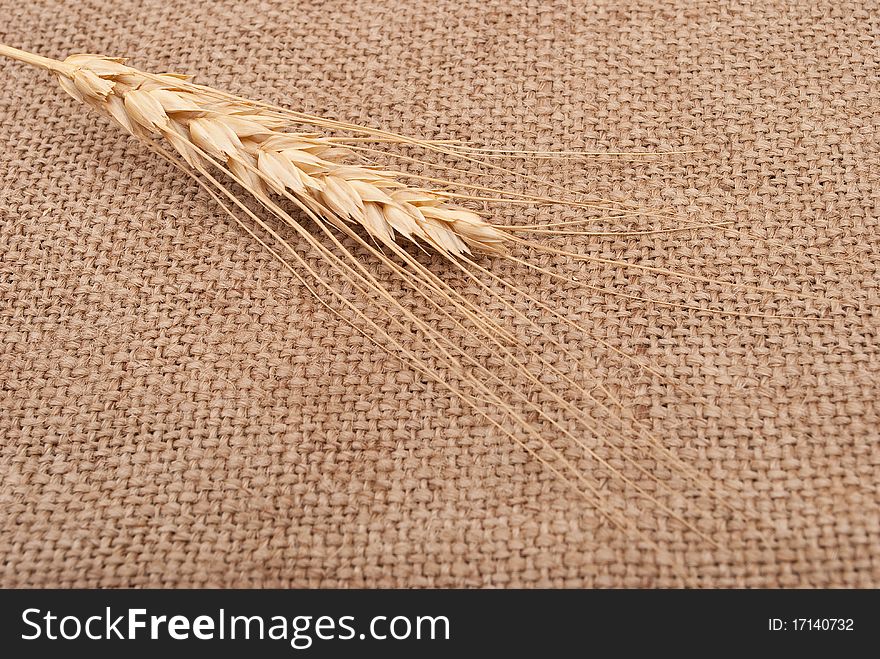 Wheat ear on burlap background