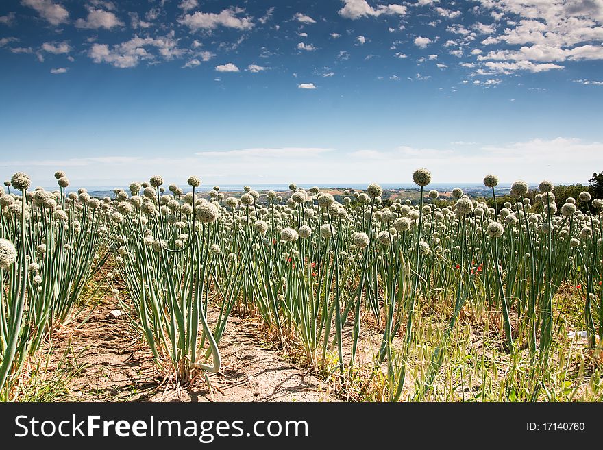 Flowering onionfield in Central Italy, le Marche