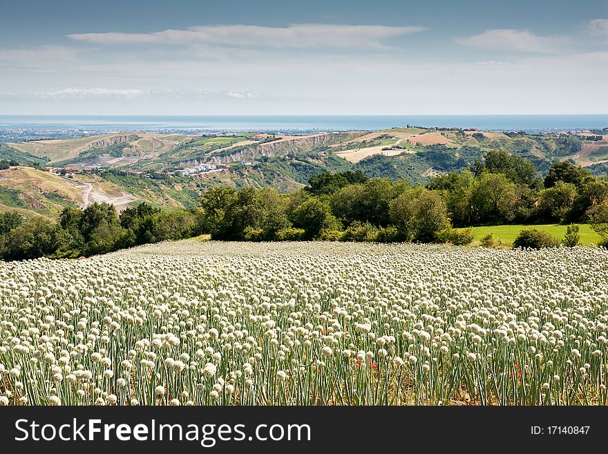 Flowering onionfield in Central Italy, le Marche