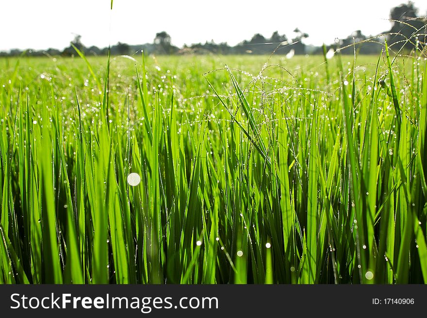 Paddy rice in field, Thailand. Paddy rice in field, Thailand