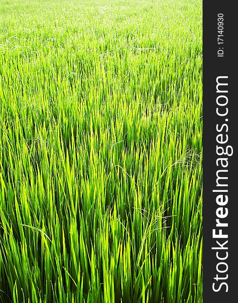 Paddy rice in field, Thailand. Paddy rice in field, Thailand