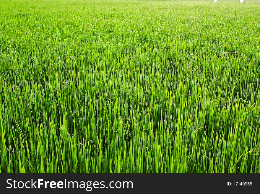 Paddy rice in field, Thailand. Paddy rice in field, Thailand